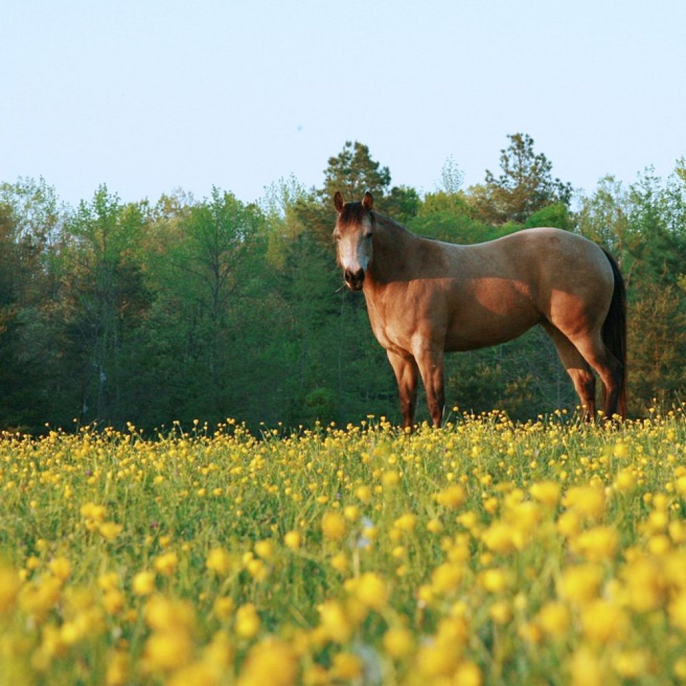 Ranch Outdoors Farm Rural Horse Countryside